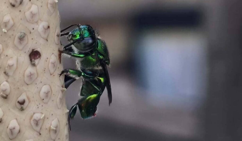 Parece mosca, mas é abelha: conheça a espécie azul que garante a reprodução das orquídeas