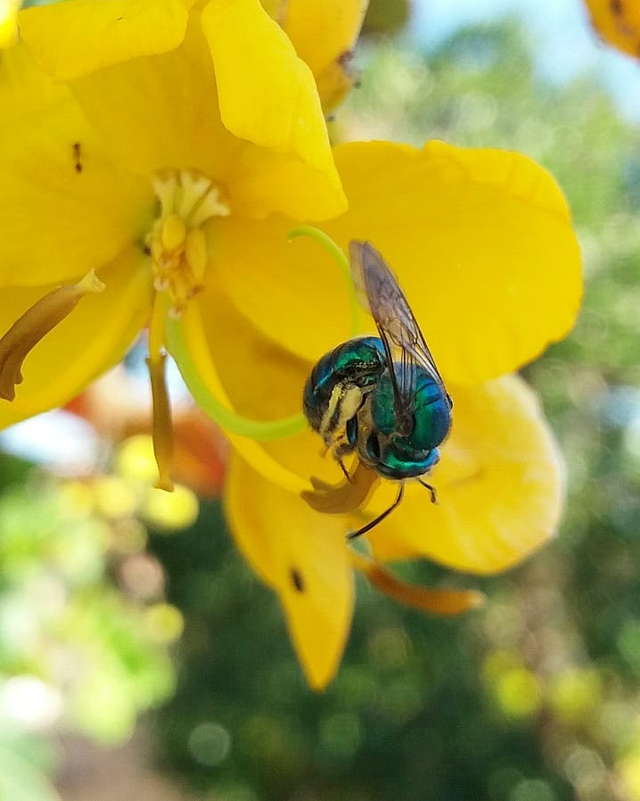 Parece mosca, mas é abelha: conheça a espécie azul que garante a reprodução das orquídeas