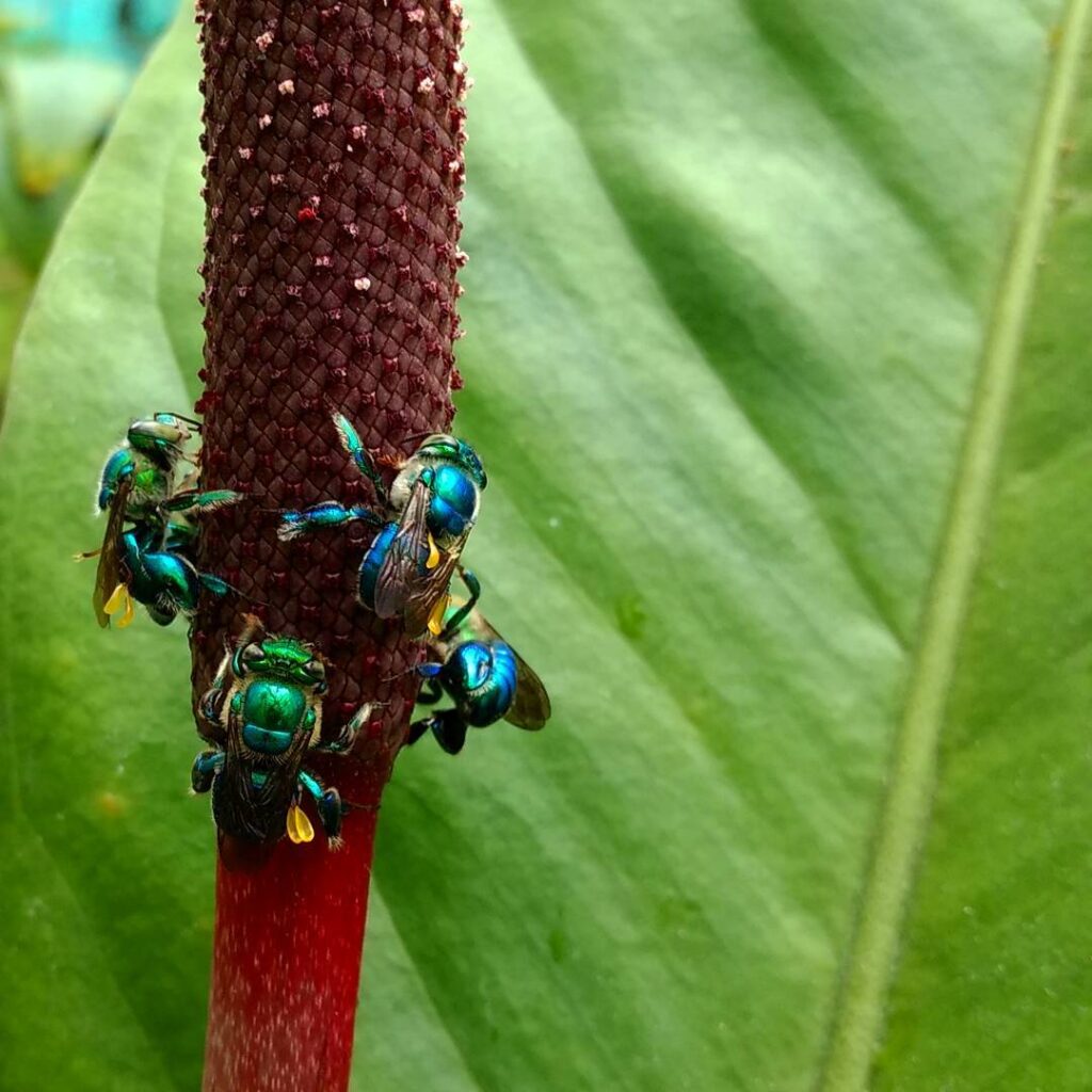 Parece mosca, mas é abelha: conheça a espécie azul que garante a reprodução das orquídeas