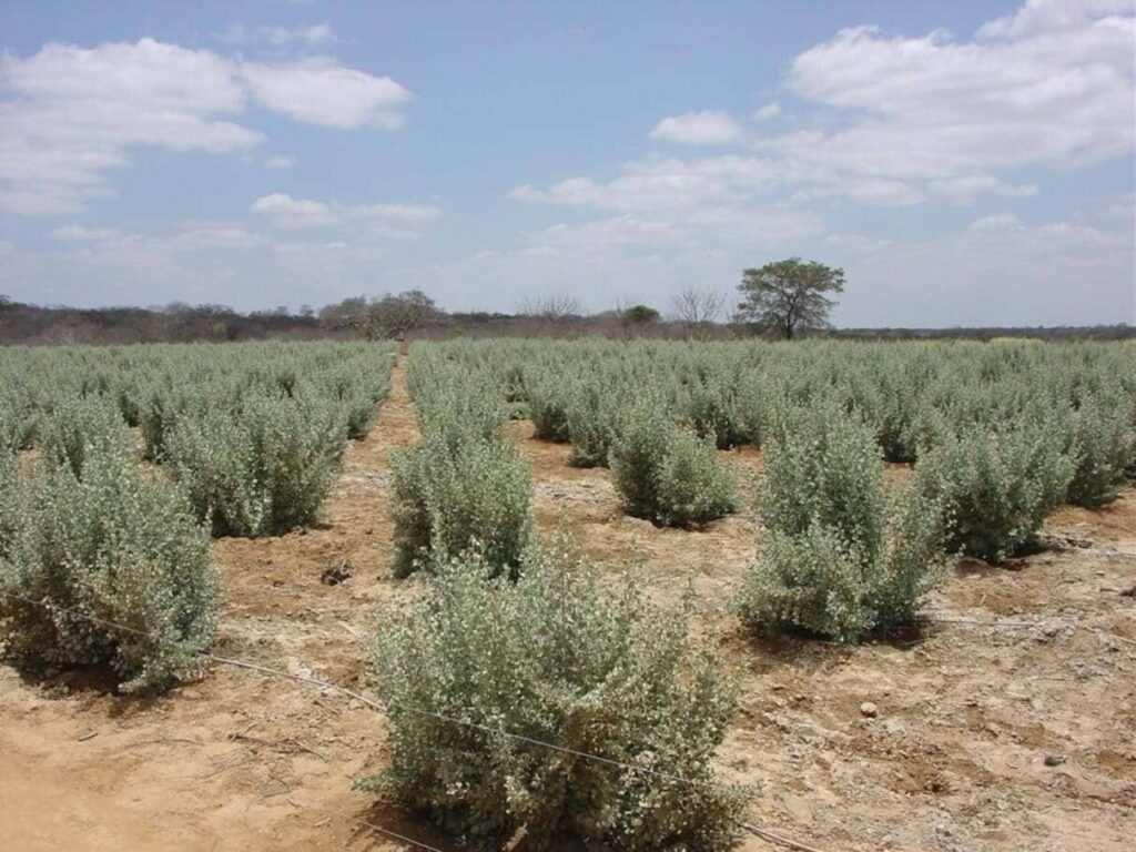 Agricultura biossalina transforma a salinidade em solução contra a seca no Semiárido