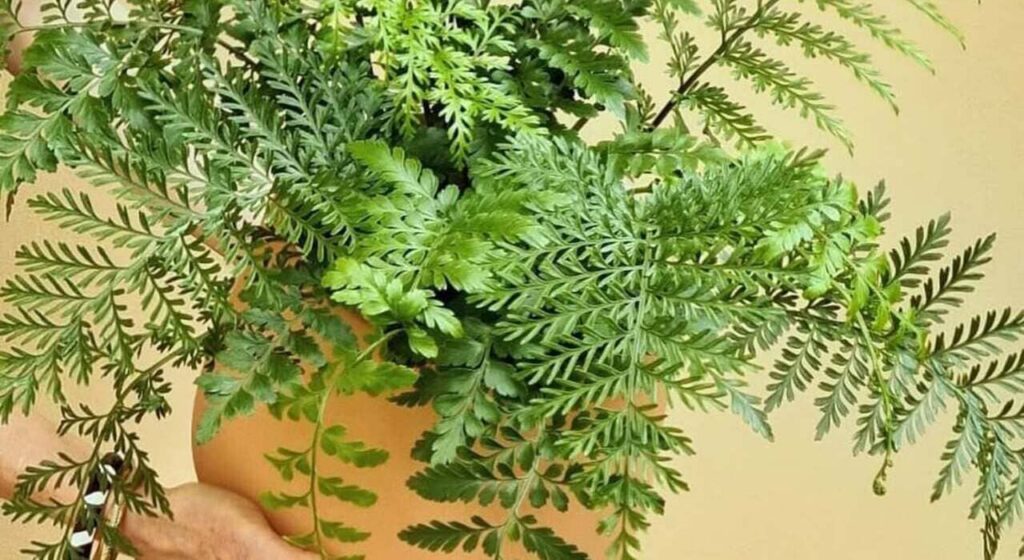 Asplenium Parvati: a samambaia escultural que valoriza interiores com sofisticação tropical