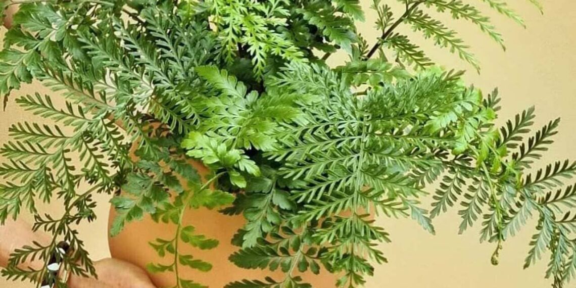 Imagem: Asplenium Parvati
