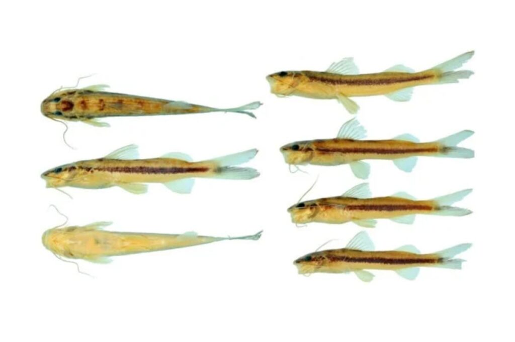 Imparfinis arceae: novo bagre amazônico chama atenção por faixa escura e variações genéticas