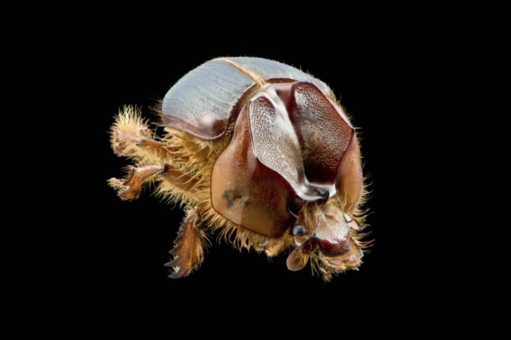 Nova espécie de besouro recebe nome inspirado na gíria nordestina 'arretado'