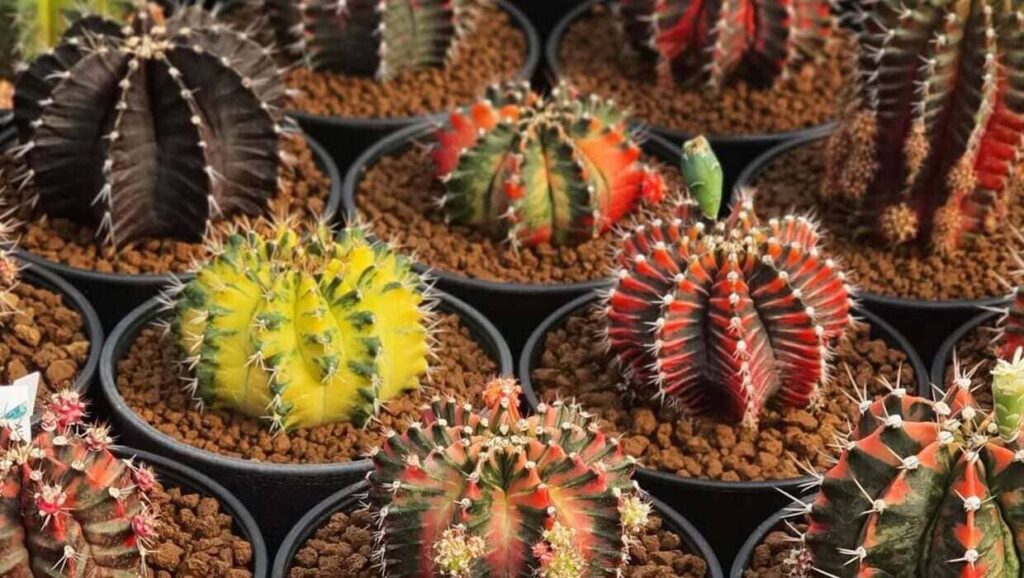 Cactos mutantes: o lado surpreendente das suculentas coloridas