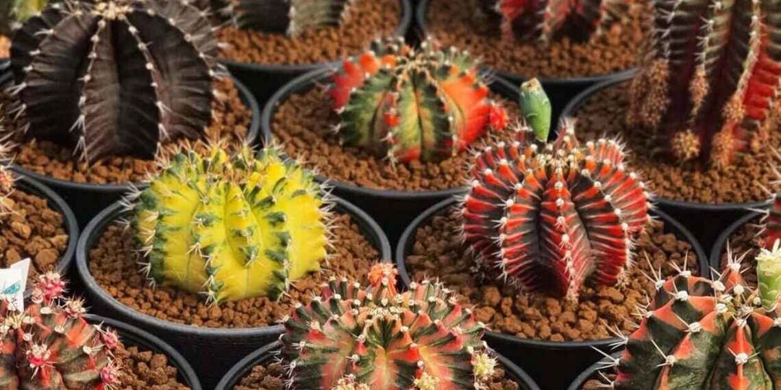 Cactos mutantes: o lado surpreendente das suculentas coloridas
