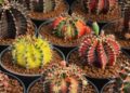 Cactos mutantes: o lado surpreendente das suculentas coloridas