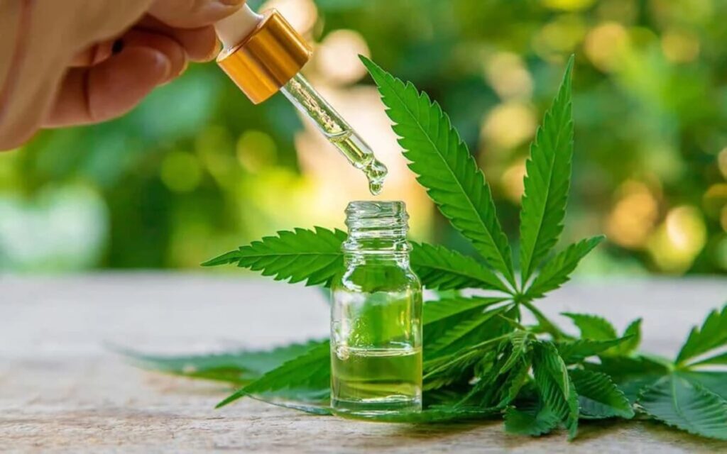 Anvisa autoriza Embrapa a pesquisar cultivo de cannabis no Brasil