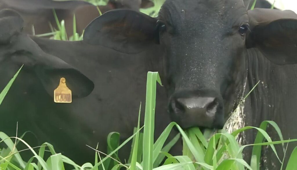 Manejo do capim-tanzânia: como potencializar o desempenho da pastagem