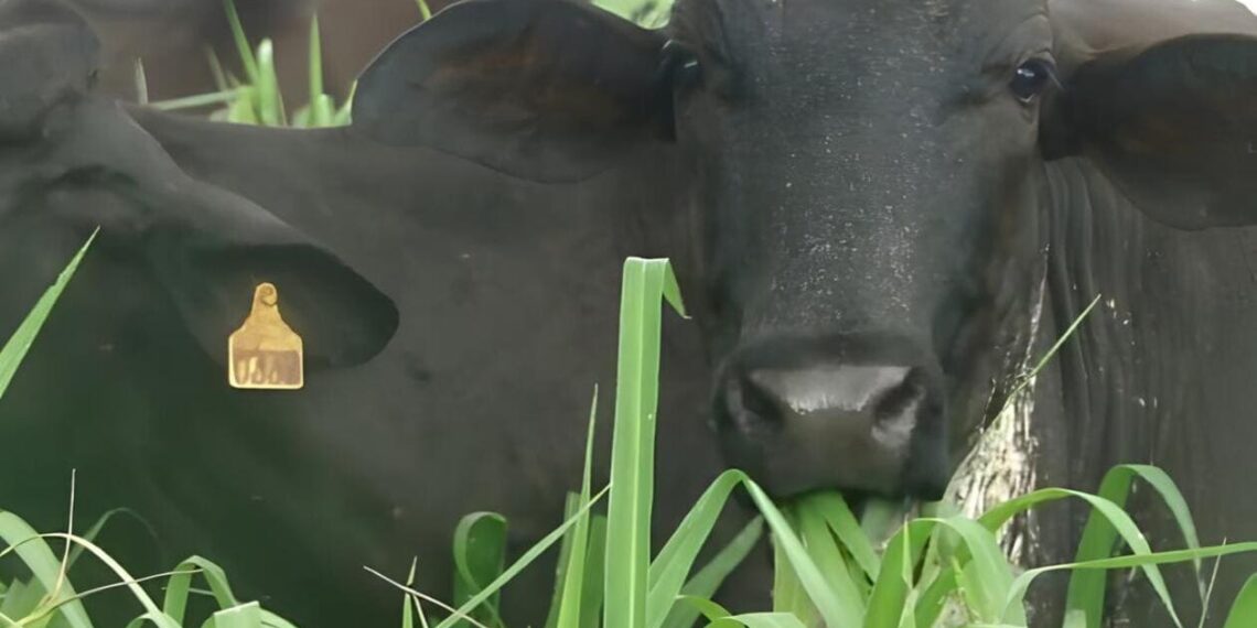 Imagem: agropecuaria.de.sucesso