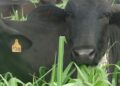Imagem: agropecuaria.de.sucesso