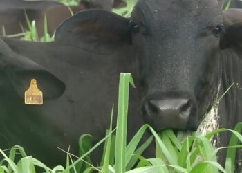 Imagem: agropecuaria.de.sucesso