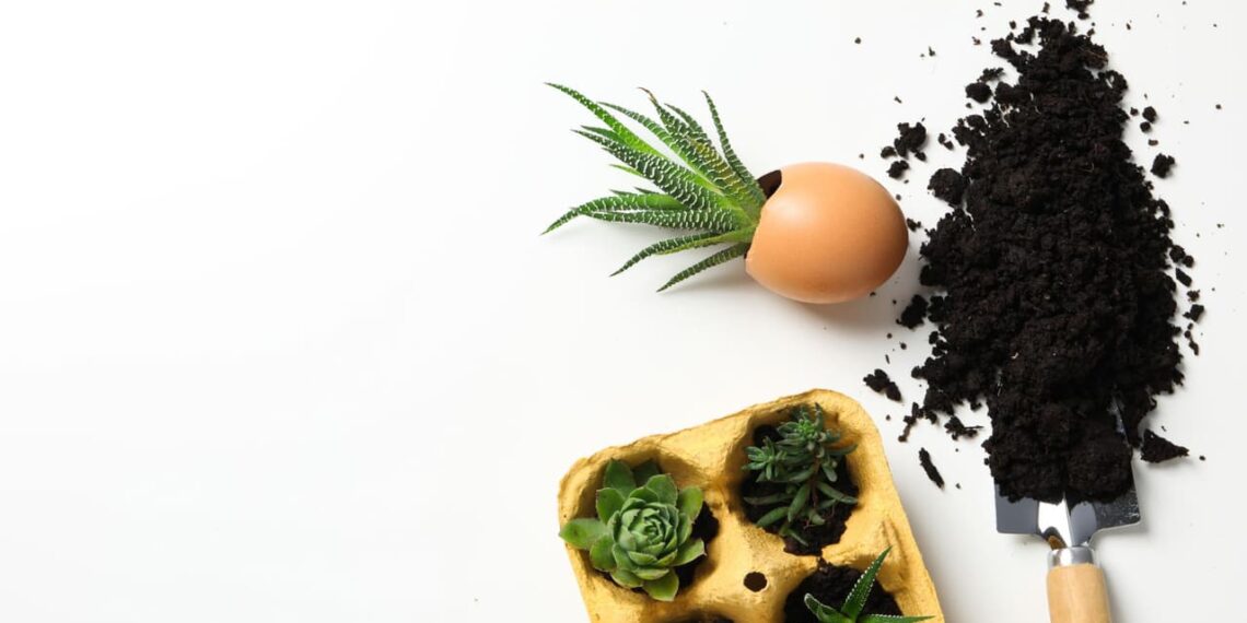 Adubo com casca de ovo: o segredo natural para plantas mais saudáveis
