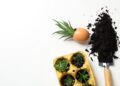 Adubo com casca de ovo: o segredo natural para plantas mais saudáveis