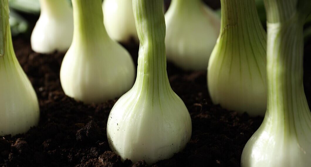 Produção de cebola avança com sementes de alta tecnologia