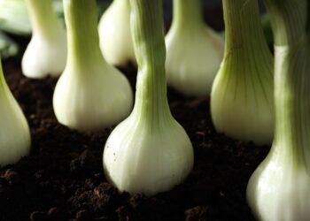 Produção de cebola avança com sementes de alta tecnologia