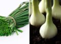 Você também achava que cebolinha era a parte verde da cebola? Saiba por que elas são plantas diferentes