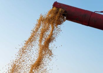 Colheita do milho de inverno chega a 99,1% da área cultivada no Brasil