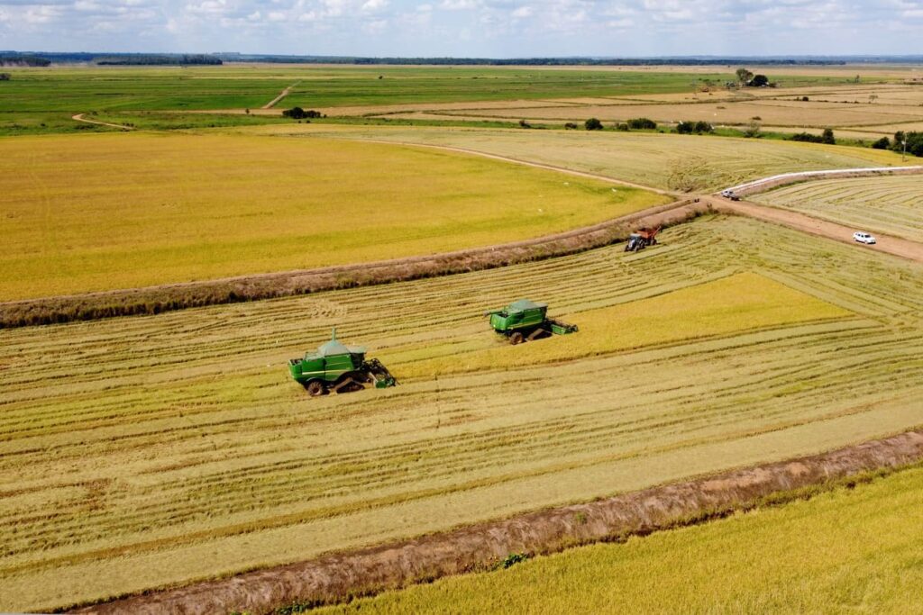 Com soja e milho em alta, Paraná prevê safra histórica de grãos em 2024/2025