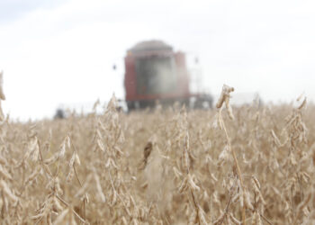 24/02/2021 - Cascavel, colheita de Soja