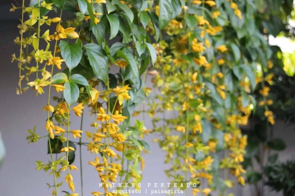 Congéia: conheça a trepadeira que floresce como uma nuvem encantada