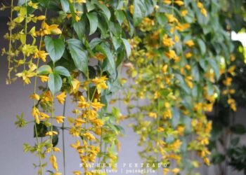 Congéia: conheça a trepadeira que floresce como uma nuvem encantada