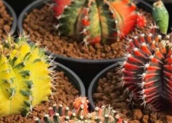 cropped-cactos-coloridos-1.jpg