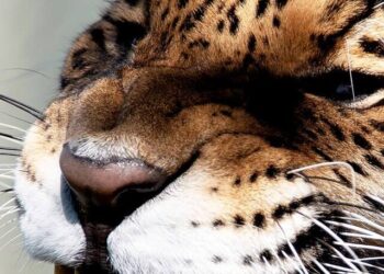 cropped-onca_003.jpg
