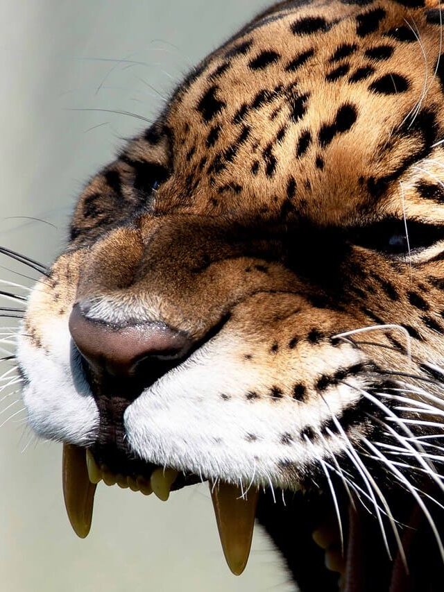 22 de setembro reforça luta pela defesa da fauna brasileira