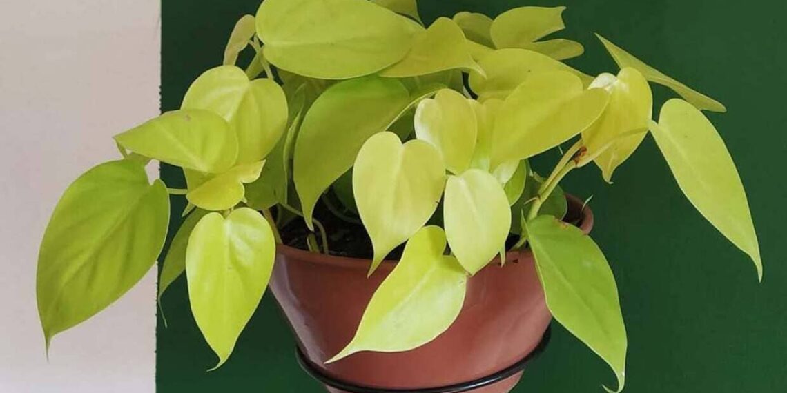 Imagem: plantspoa