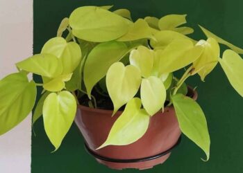 Imagem: plantspoa