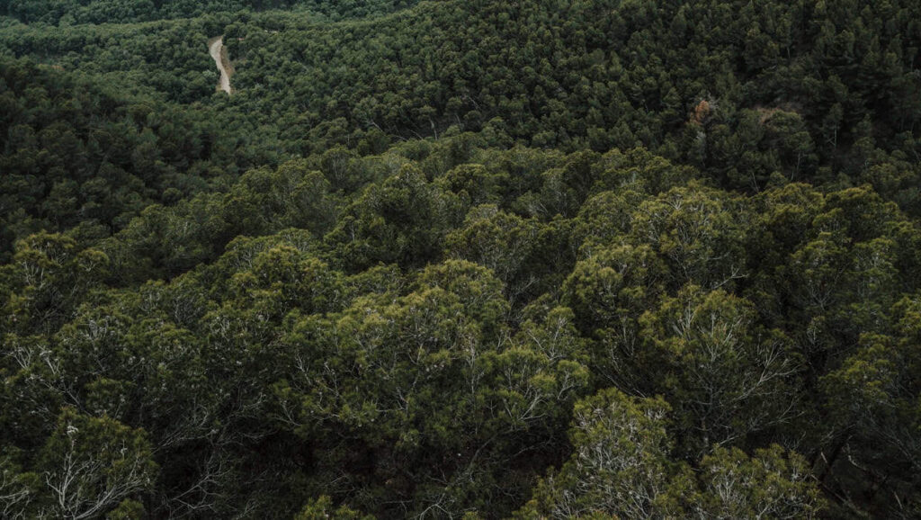 Amazônia registra menor desmatamento em áreas protegidas desde 2008
