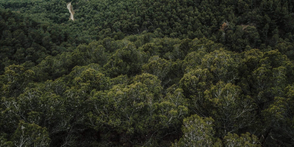 Florestas tropicais podem gerar até US$ 100 bilhões por ano com restauração ambiental