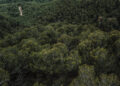 Fundo Florestas Tropicais para Sempre: Brasil propõe nova era para a preservação ambiental