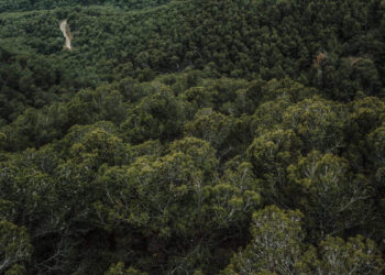 Florestas tropicais podem gerar até US$ 100 bilhões por ano com restauração ambiental