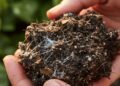 Doenças no plantio começam no solo: veja como detectar fungos antes de cultivar