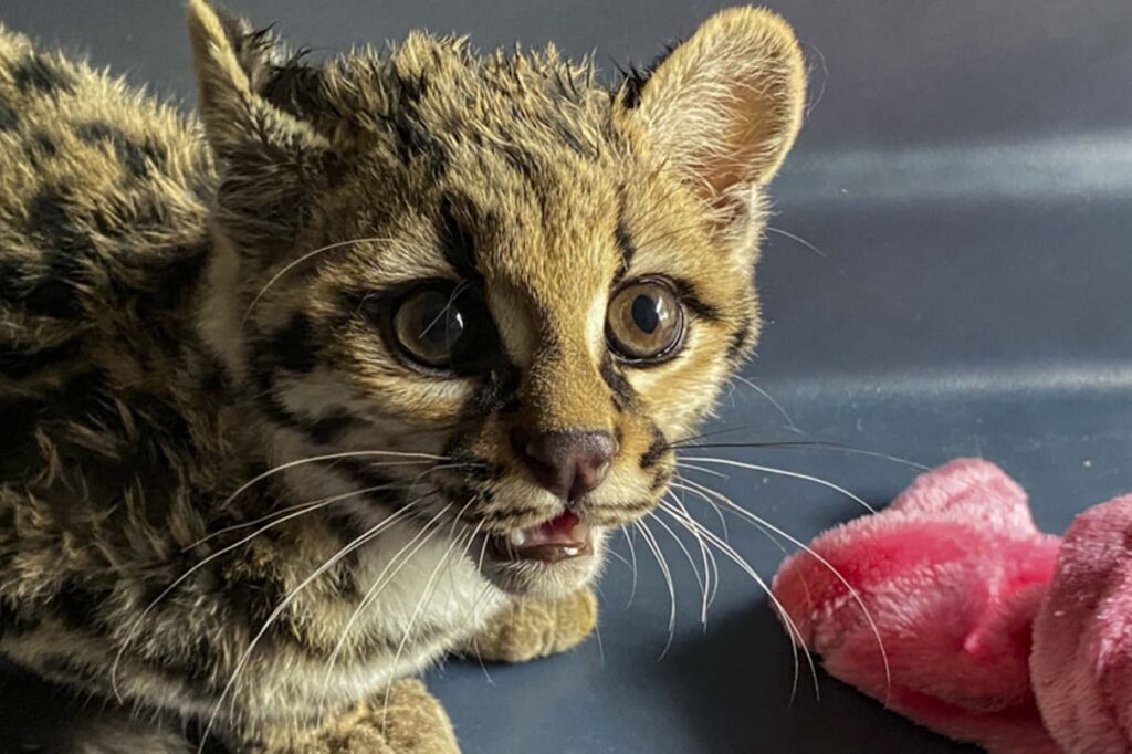 Gata Maracujá estreia novo lar no Zoo de Curitiba cercada de natureza e vizinhos felinos