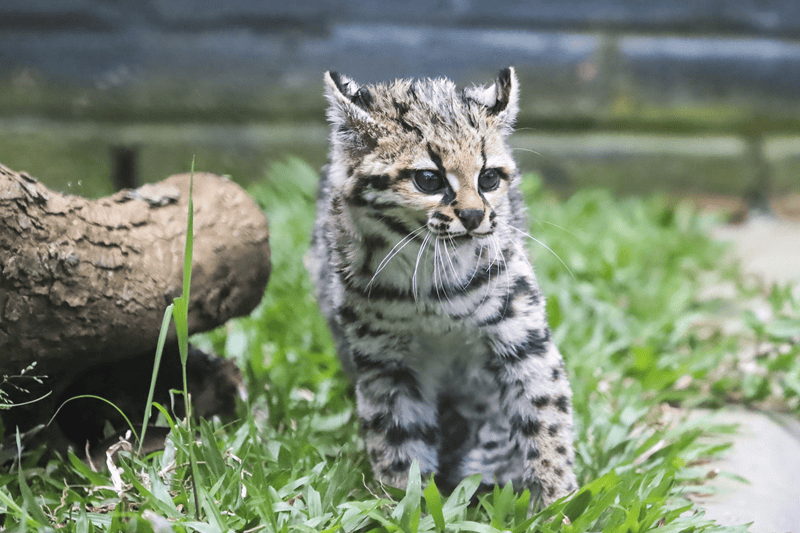 Gata Maracujá estreia novo lar no Zoo de Curitiba cercada de natureza e vizinhos felinos