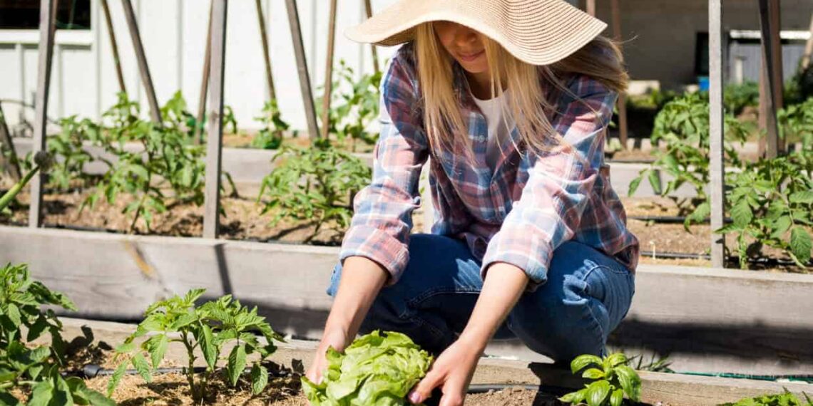 Horta comunitária: entenda o que é e como ela transforma bairros e cidades