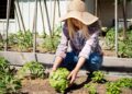 Horta comunitária: entenda o que é e como ela transforma bairros e cidades