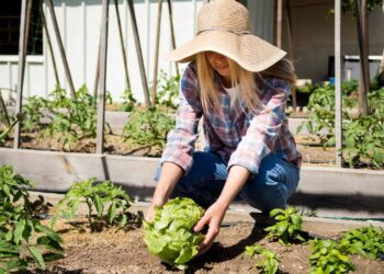 Horta comunitária: entenda o que é e como ela transforma bairros e cidades