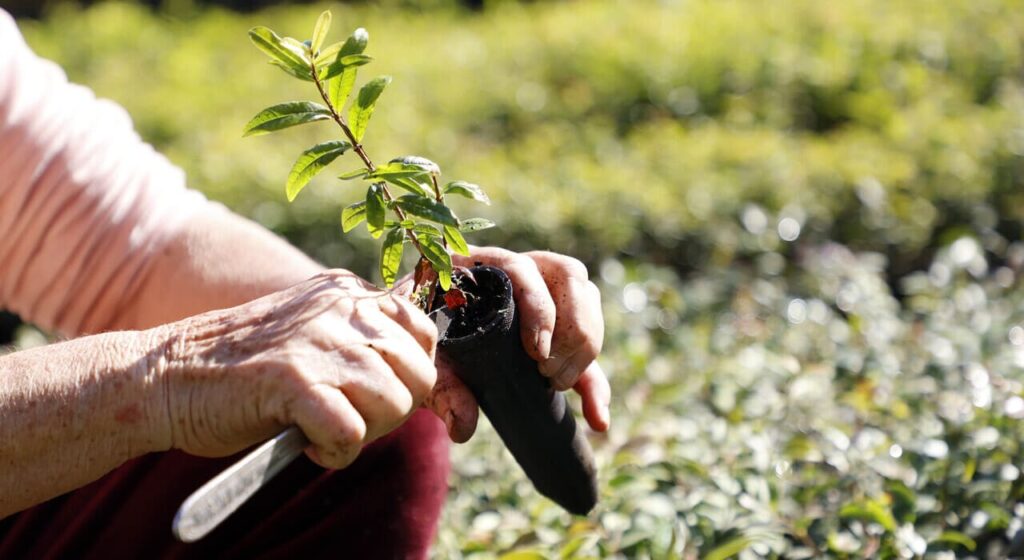 Paraná distribui mais de 21 mil mudas nativas em celebração ao Dia da Árvore