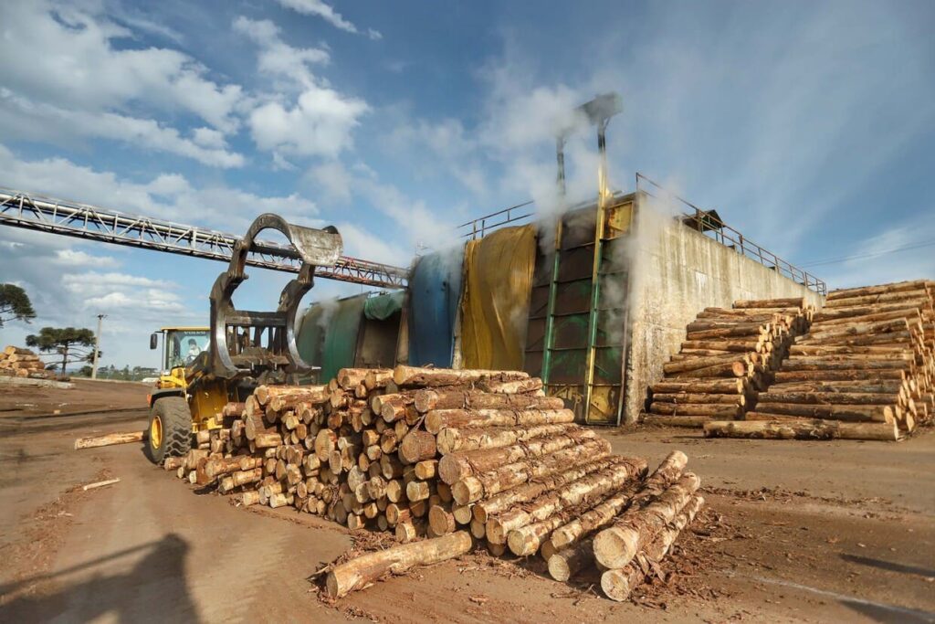 Produção florestal no Paraná cresce 20,7% e Estado consolida liderança em erva-mate e madeira