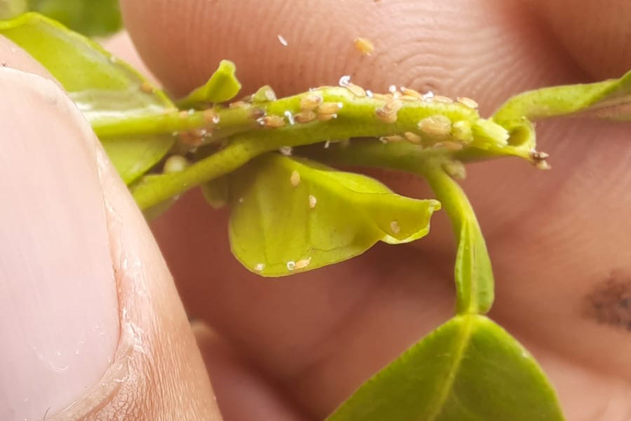 Ações da Adapar intensificam combate ao greening e uso inadequado de agrotóxicos no Noroeste do Paraná