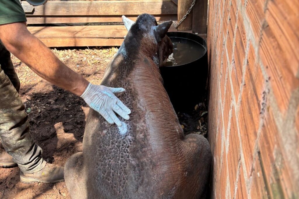 Incêndios florestais em SP já deixaram 17 animais feridos ou mortos em 2025