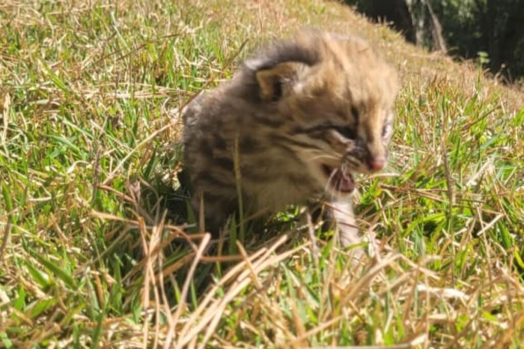 Incêndios florestais em SP já deixaram 17 animais feridos ou mortos em 2025