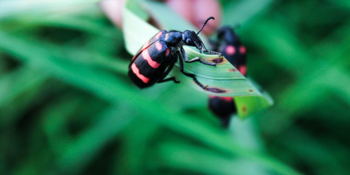 Insetos benéficos na agricultura: aliados invisíveis que protegem as lavouras naturalmente