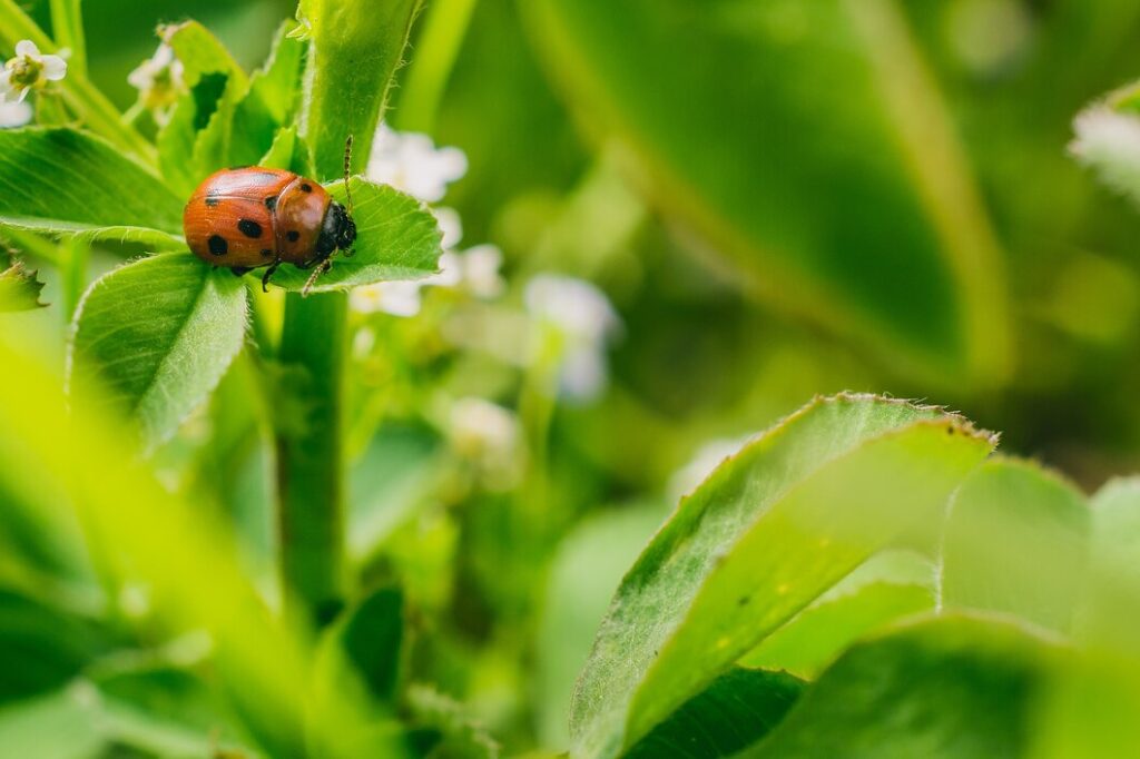 Insetos benéficos na agricultura: aliados invisíveis que protegem as lavouras naturalmente