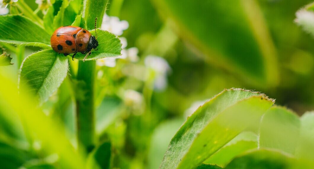 Biossensor acelera descoberta de biopesticidas e pode reduzir custo no controle de pragas