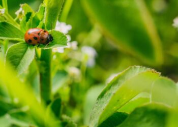 Biossensor acelera descoberta de biopesticidas e pode reduzir custo no controle de pragas
